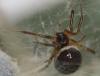 Steatoda nobilis